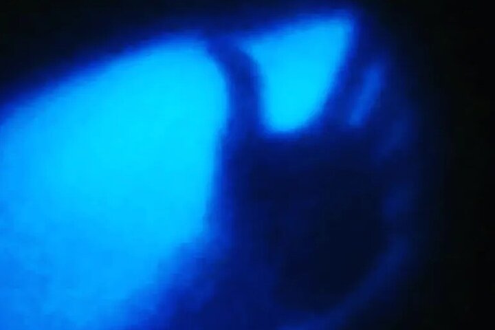 Bioluminescent Night Tour