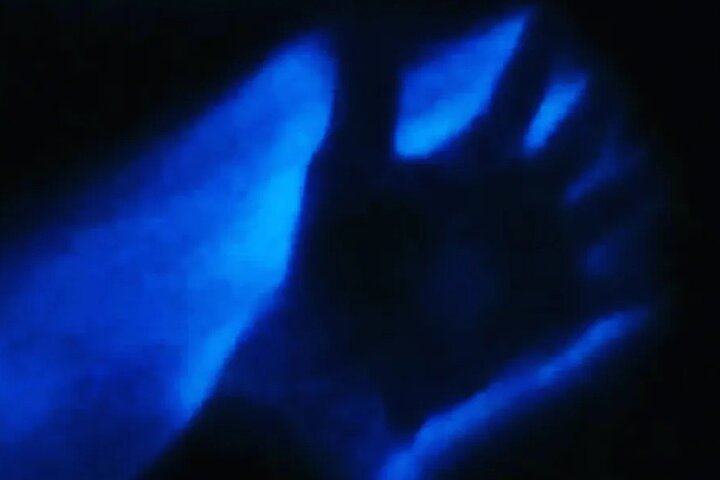 Bioluminescent Night Tour