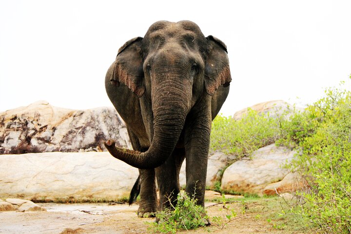 Private 8 Days Tour in Sri Lanka with Transfer and Accommodation