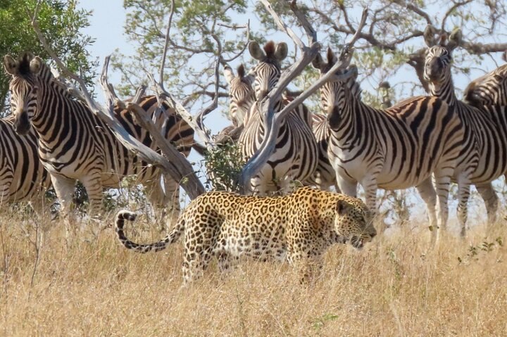 Kruger National Park - Private full day Safari trip.