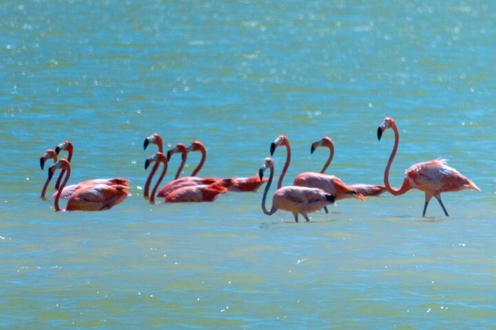 Mérida: Las Coloradas and Río Lagartos with Boat Tour and Lunch
