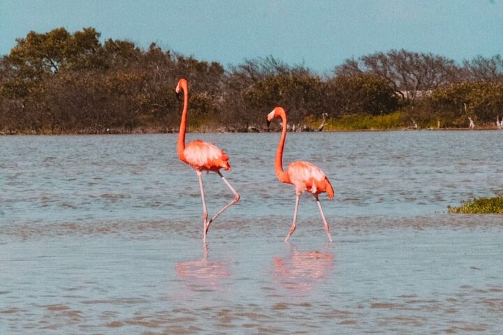 Mérida: Las Coloradas and Río Lagartos with Boat Tour and Lunch