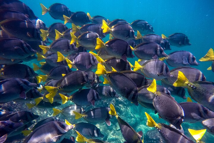 Marietas Islands National Park: Full Day ALL INCLUSIVE Tour