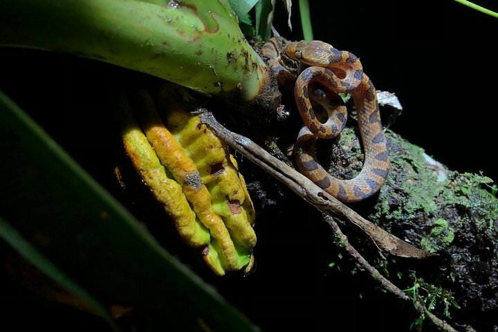 Monteverde Cloud Forest Night Wildlife Experience