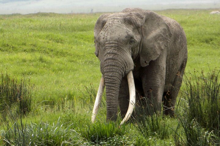 Walking Safari, Canoe & Game Drive – Arusha National Park