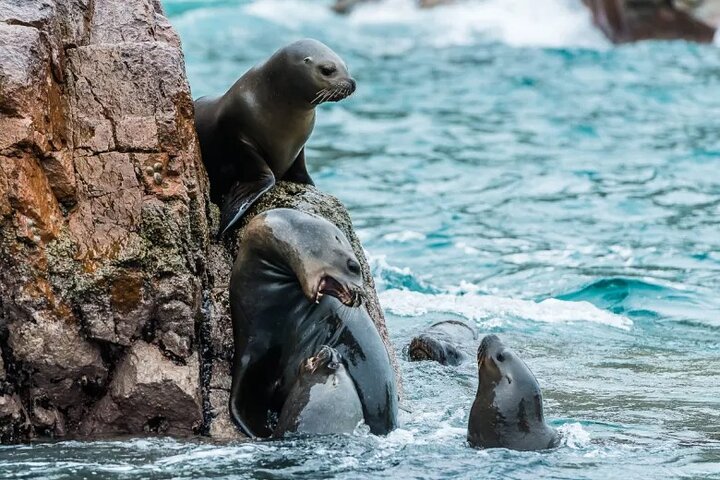 Paracas : Tour to the Ballestas Islands by Modern Boat