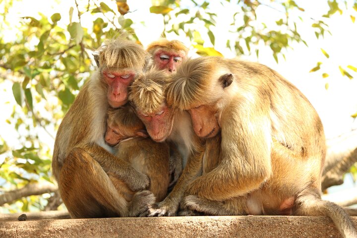 Private 8 Days Tour in Sri Lanka with Transfer and Accommodation