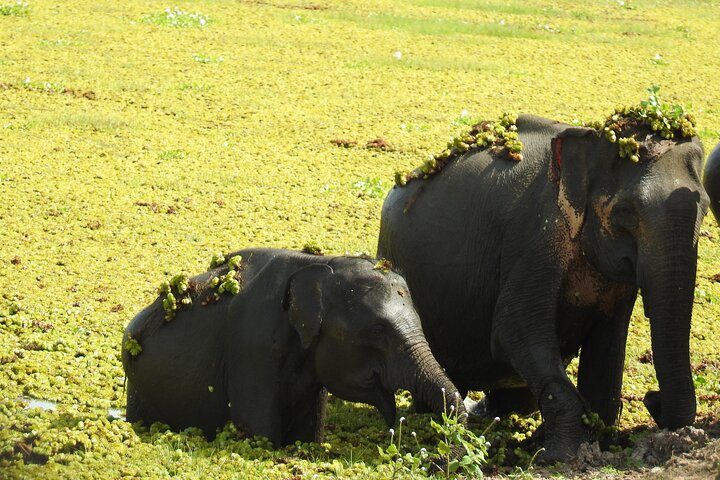 Full Day Safari Tour in Yala National Park