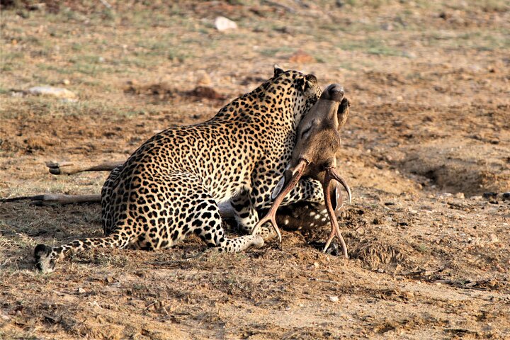 Full Day Safari Tour in Yala National Park