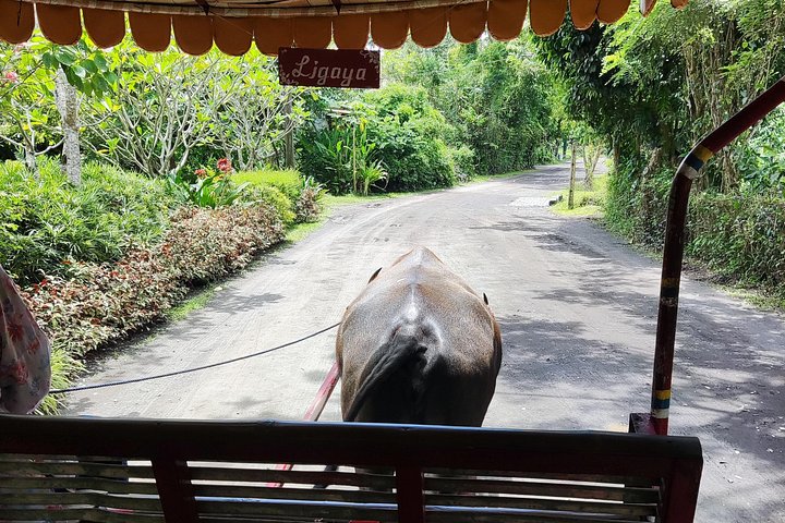 Immerse in Culture: Villa Escudero Coconut Plantation Experience