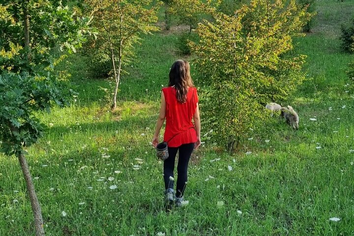 Truffle Hunting & Lunch halfway from Parma to Cinque Terre