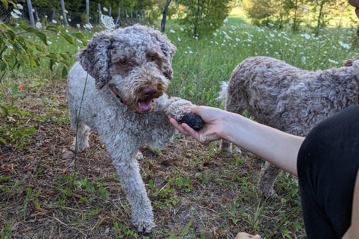 Truffle Hunting & Lunch halfway from Parma to Cinque Terre