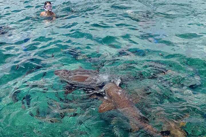 Private Snorkeling in Hol Chan Marine Reserve and Shark Ray Alley