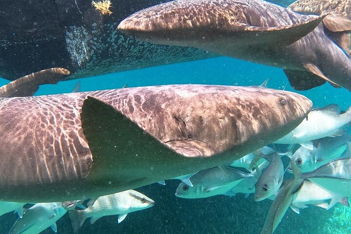 Private Snorkeling in Hol Chan Marine Reserve and Shark Ray Alley