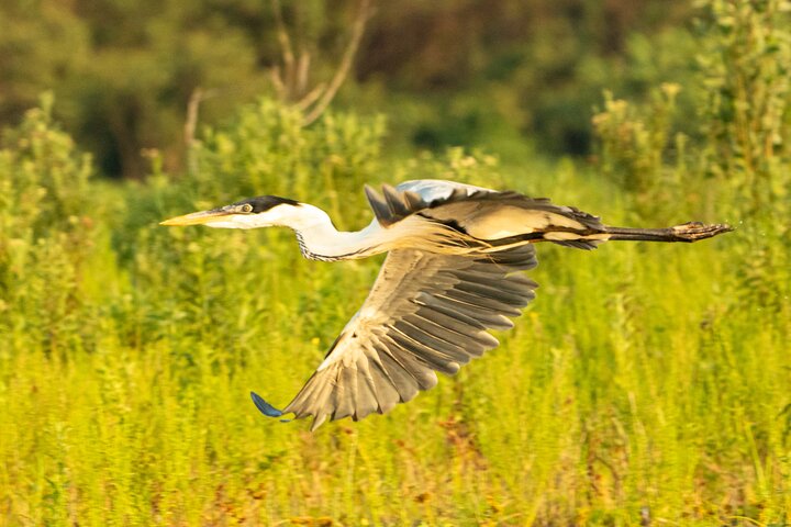 Paraguay River Nature and Wildlife Boat Tour from Asunción