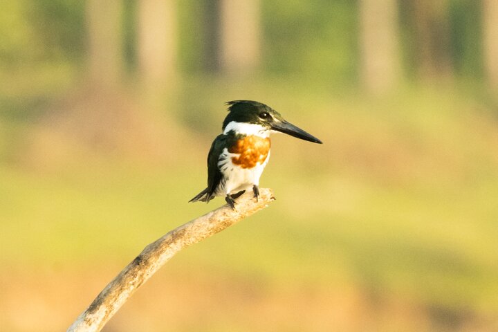 Paraguay River Nature and Wildlife Boat Tour from Asunción