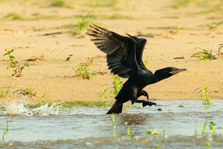 Paraguay River Nature and Wildlife Boat Tour from Asunción