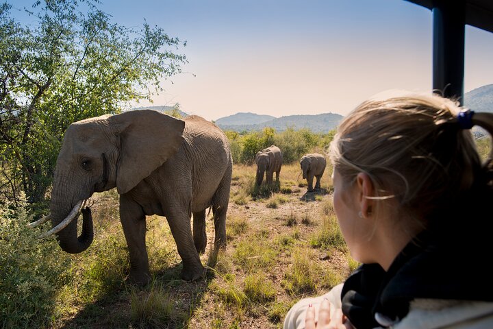 Full Day Ultimate Pilanesberg National Park Safari from Johannesburg or Pretoria