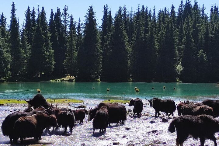 10-Hour Private SUV Tour Along the Grigorievsky and Semenovsky Gorges