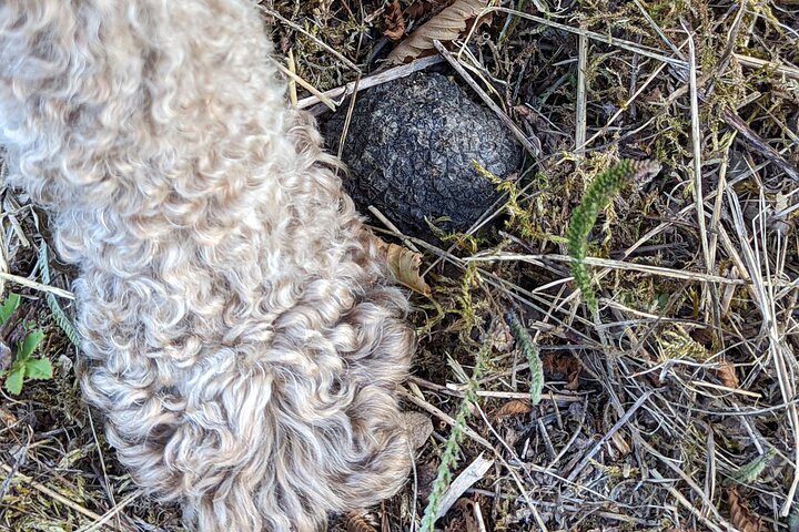 Truffle Hunting & Lunch halfway from Parma to Cinque Terre