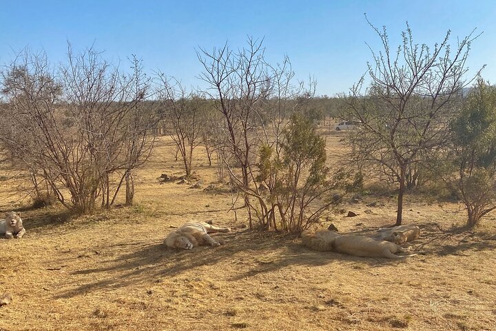 Half Day Lion Park tour from Johannesburg or Pretoria