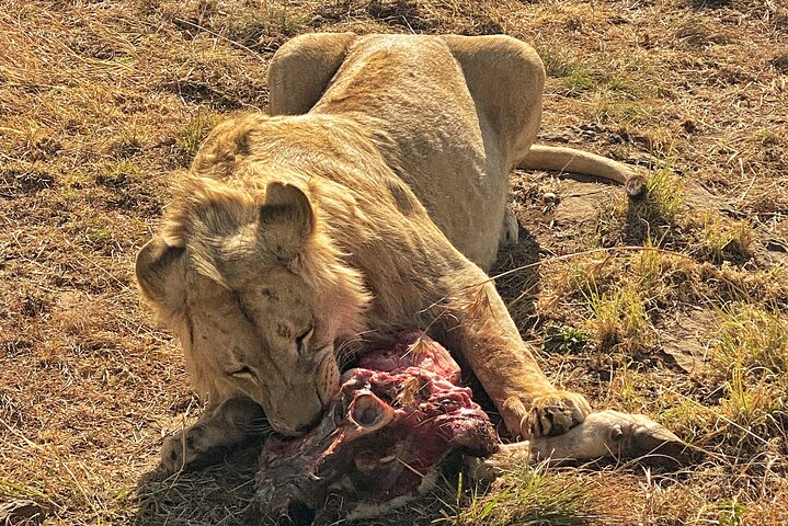 Half Day Lion Park tour from Johannesburg or Pretoria