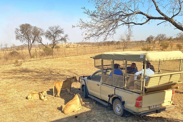 Half Day Lion Park tour from Johannesburg or Pretoria