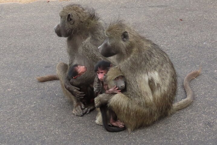 Kruger National Park - Private full day Safari trip.