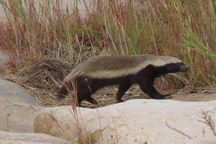 Kruger National Park - Private full day Safari trip.