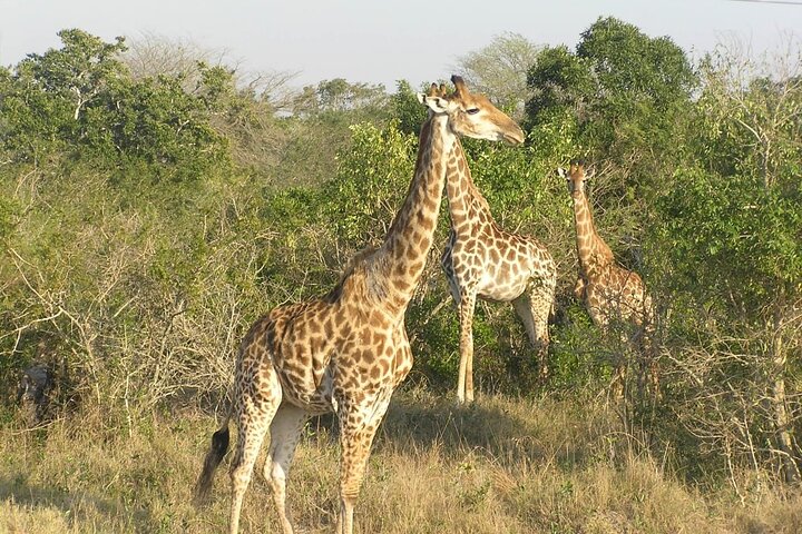 Kruger National Park Full-Day Tour