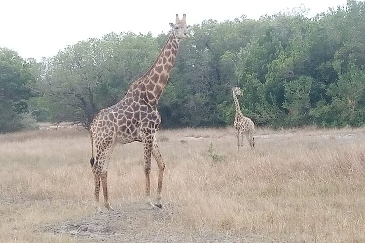 Kruger National Park Full-Day Tour