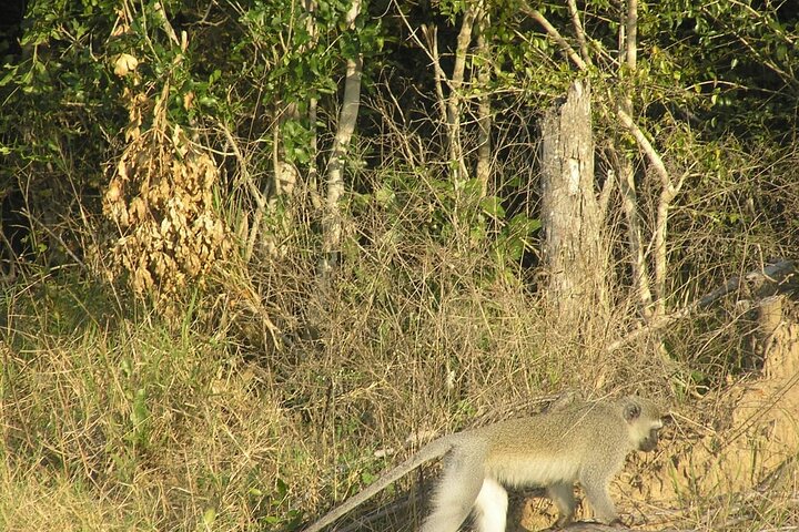 Kruger National Park Full-Day Tour