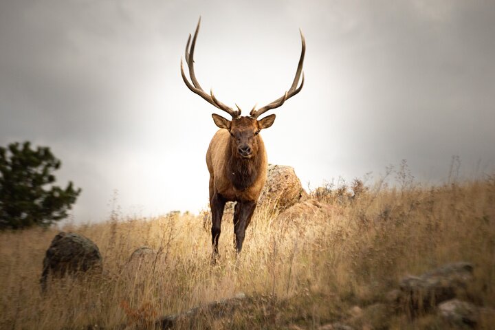 Private Wildlife Driving Tour in Rocky Mountain National Park