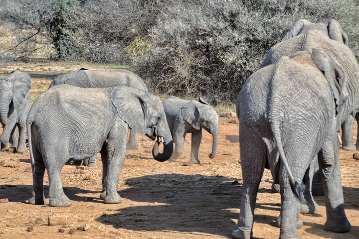 3 Hour Pilanesberg Afternoon Open Vehicle safari drive (Self drive)