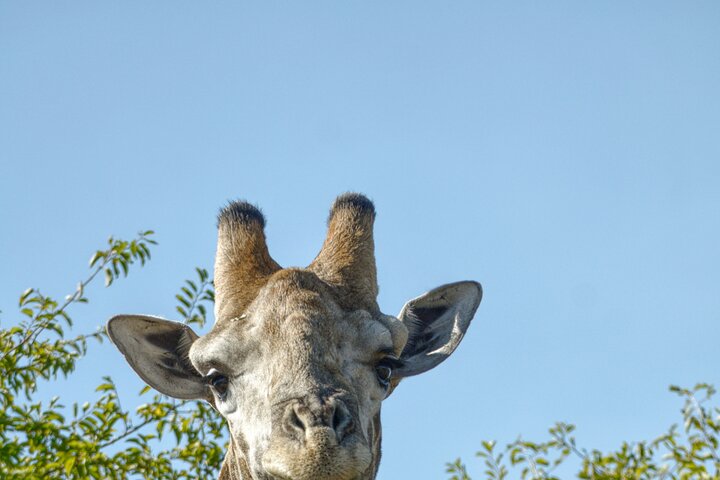 3 Hour Pilanesberg Afternoon Open Vehicle safari drive (Self drive)