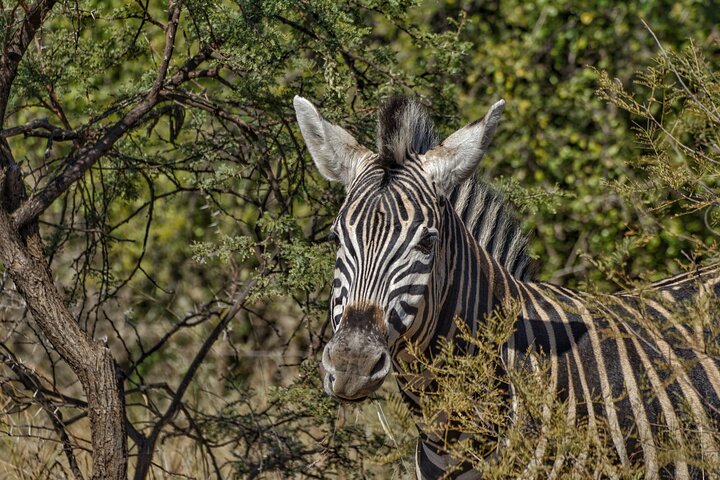 3 Hour Pilanesberg Afternoon Open Vehicle safari drive (Self drive)