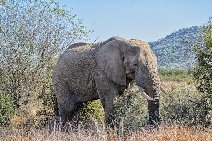 3 Hour Pilanesberg Afternoon Open Vehicle safari drive (Self drive)