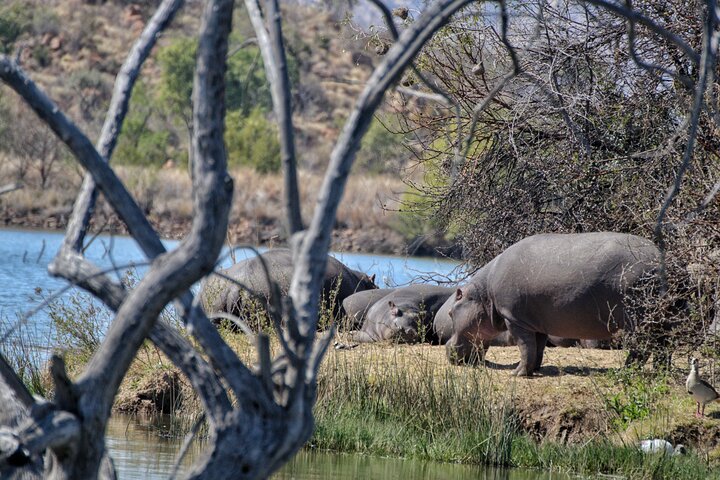 3 Hour Pilanesberg Afternoon Open Vehicle safari drive (Self drive)