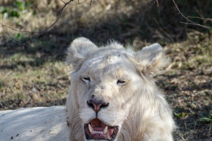 Half Day Lion Park tour from Johannesburg or Pretoria