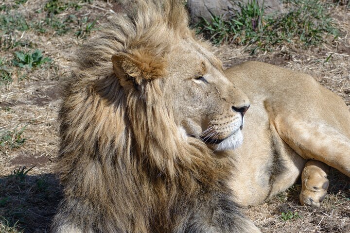 Half Day Lion Park tour from Johannesburg or Pretoria