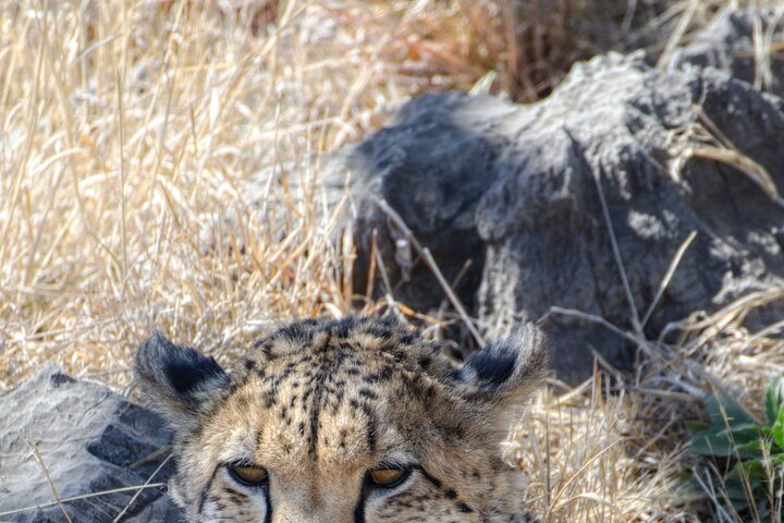 Half Day Lion Park tour from Johannesburg or Pretoria