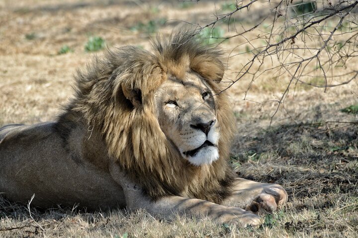 Half Day Lion Park tour from Johannesburg or Pretoria
