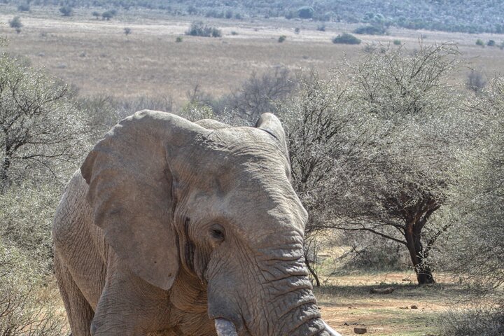 3 Hour Pilanesberg Afternoon Open Vehicle safari drive (Self drive)