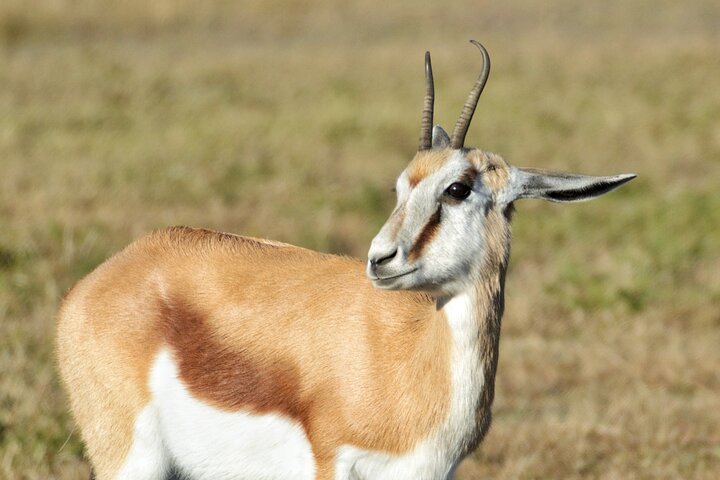 3 Hour Pilanesberg Afternoon Open Vehicle safari drive (Self drive)