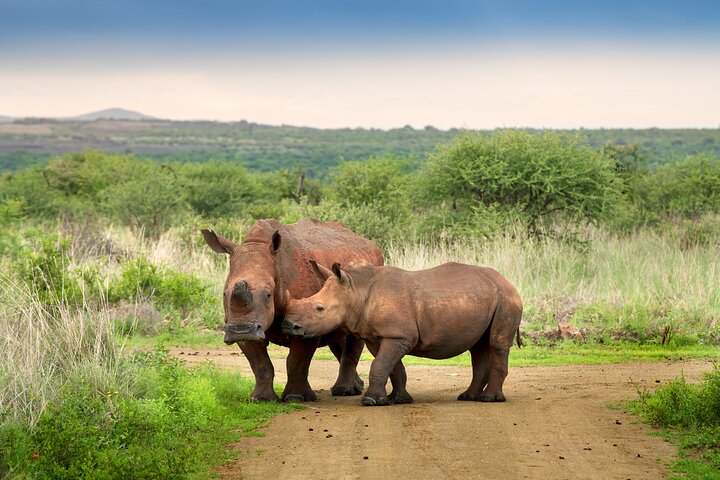 3 Hour Pilanesberg Afternoon Open Vehicle safari drive (Self drive)