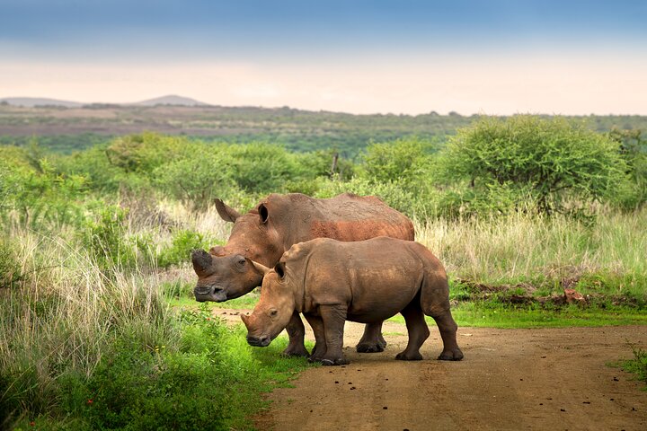 3 Hour Pilanesberg Afternoon Open Vehicle safari drive (Self drive)
