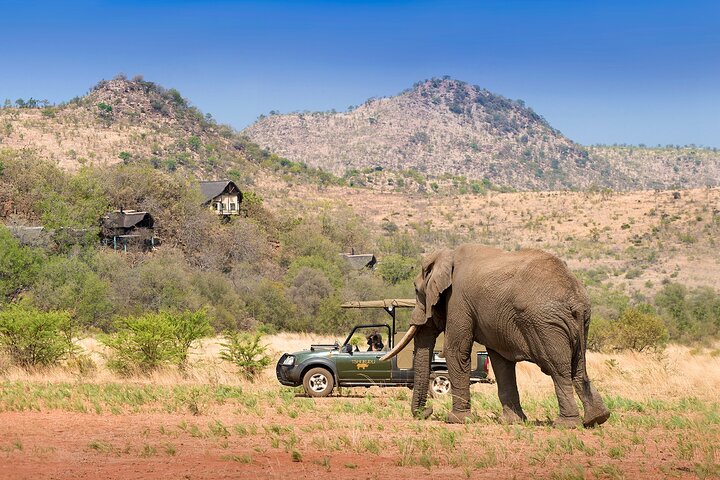 Full Day Pilanesberg Experience in Open Vehicle