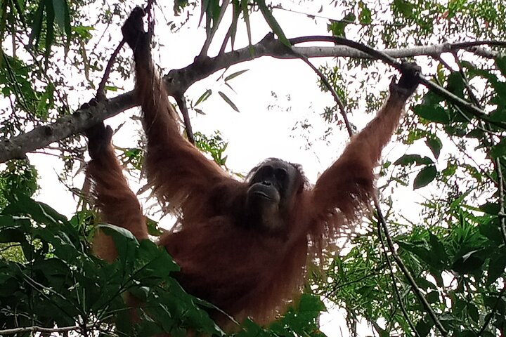 Medan - Bukit Lawang Fullday Tour