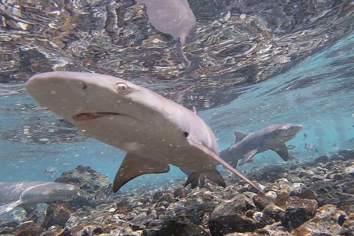 Private Sal Island Lemon Shark Tour with Native Guide