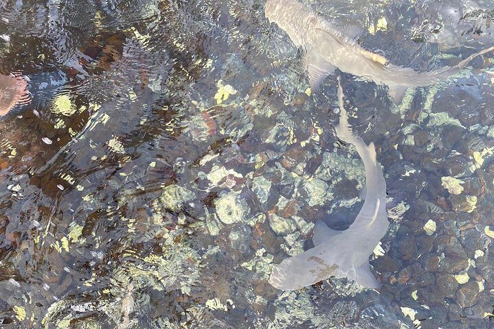 Private Sal Island Lemon Shark Tour with Native Guide